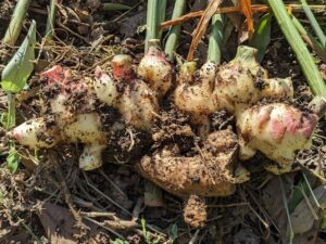 自然農の新ショウガ 1.5kg