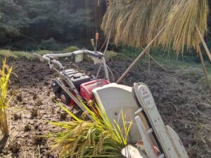 【自然栽培天日干し】もち米3Kg令和6年大分宇佐産