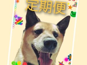 定期便すきっぷみィちゃんさん専用【自然栽培】旭一号白米5kg令和7年